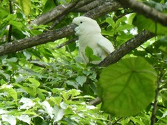 Cacatua moluccensis