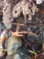 Ophiothrix spiculata