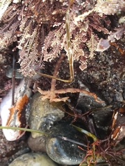 Ophiothrix spiculata