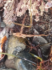 Ophiothrix spiculata