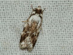 Barea synchyta