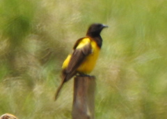 Pseudoleistes guirahuro