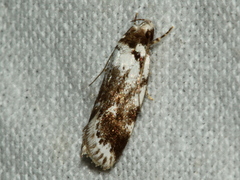 Barea synchyta