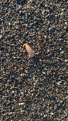Megalorchestia corniculata