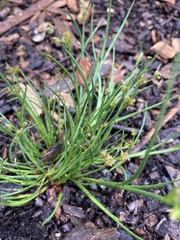 Fimbristylis dichotoma