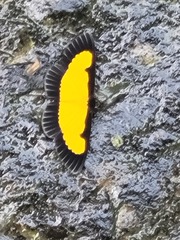 Xanthyris flaveolata