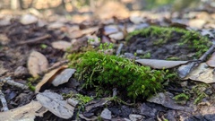 Bartramia pomiformis