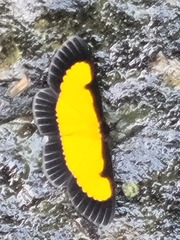 Xanthyris flaveolata