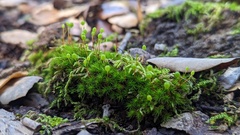 Bartramia pomiformis