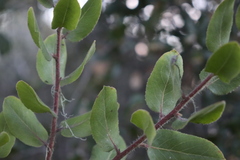 Arctostaphylos