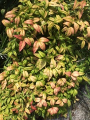 Nandina