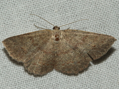 Casbia melanops