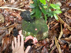 Mycena roseilignicola