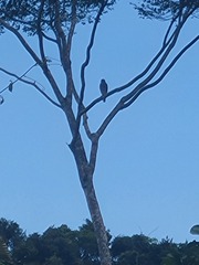 Rupornis magnirostris