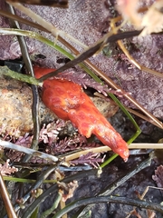Metandrocarpa dura