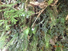 Cyathophorum bulbosum