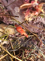 Metandrocarpa dura