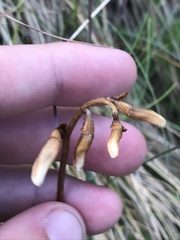 Gastrodia surcula