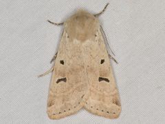 Dichagyris variabilis