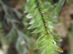 Cyathophorum bulbosum