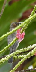 Myzomela obscura