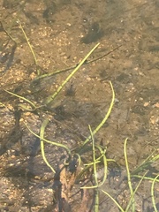 Lilaeopsis polyantha