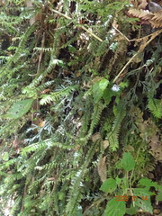 Cyathophorum bulbosum