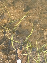 Lilaeopsis polyantha