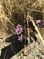 Verbena bonariensis