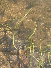 Lilaeopsis polyantha