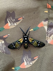 Chrysocale principalis