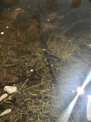 Lilaeopsis polyantha