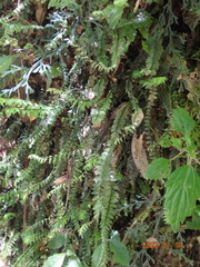 Cyathophorum bulbosum