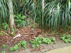 Mycena roseilignicola