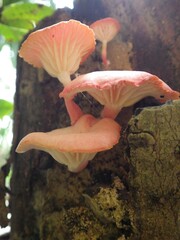 Mycena roseilignicola