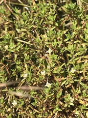 Crassula helmsii