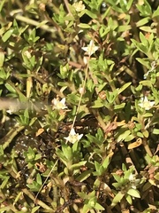 Crassula helmsii