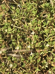Crassula helmsii