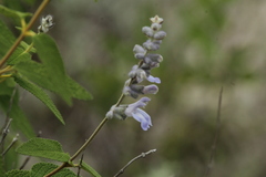Salvia fruticulosa