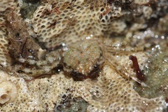 Petrolisthes cabrilloi