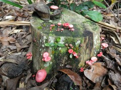 Mycena roseilignicola