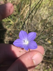 Wahlenbergia planiflora