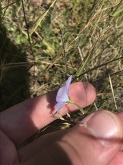 Wahlenbergia planiflora