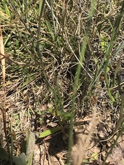 Wahlenbergia planiflora