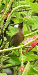 Myzomela obscura