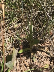 Wahlenbergia planiflora