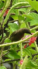 Myzomela obscura