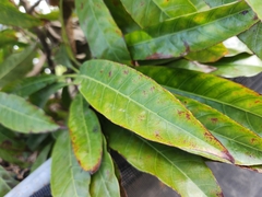 Excoecaria cochinchinensis