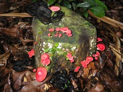 Mycena roseilignicola