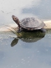 Trachemys callirostris